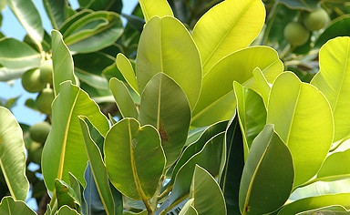 tamanu-list